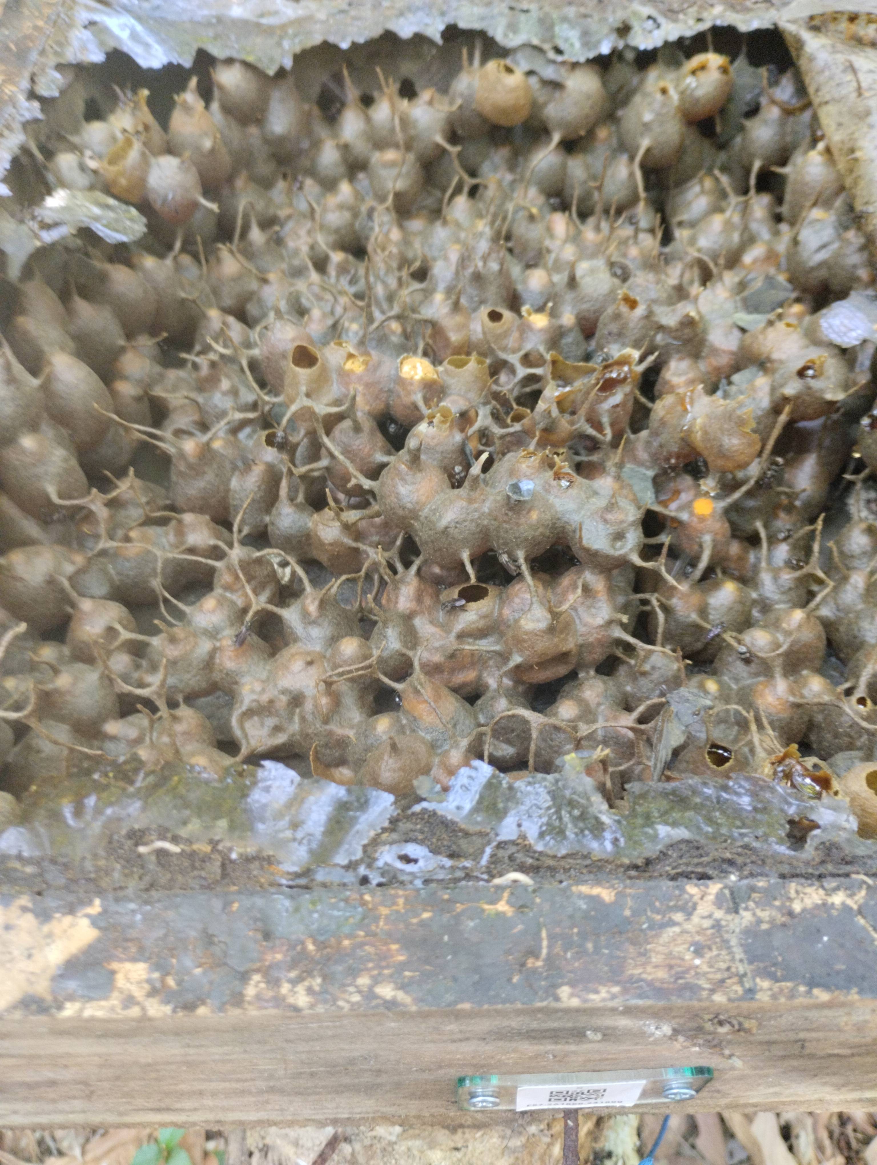 Hive #F57.2A1866.241899