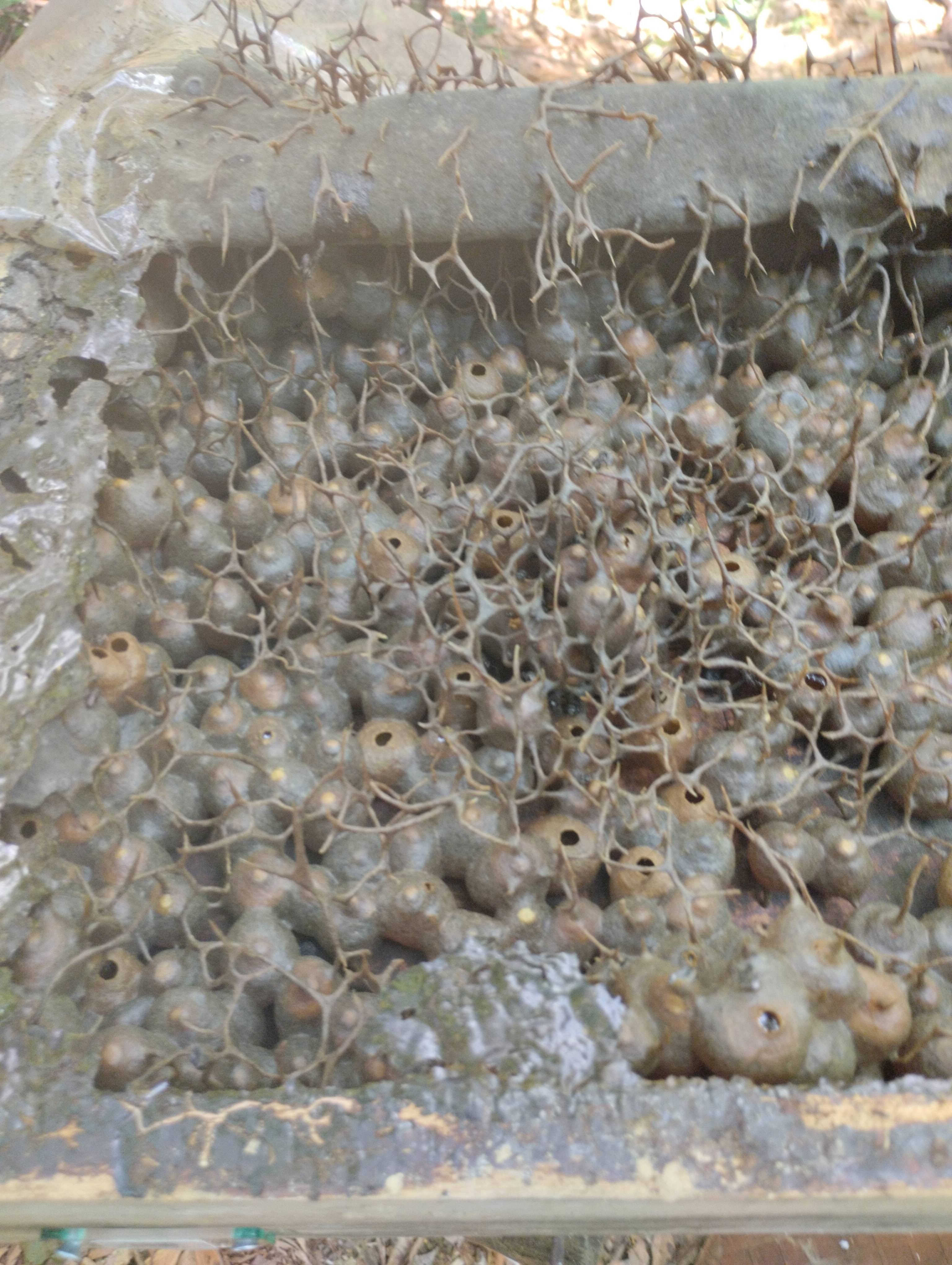 Hive #F57.2A1885.241918