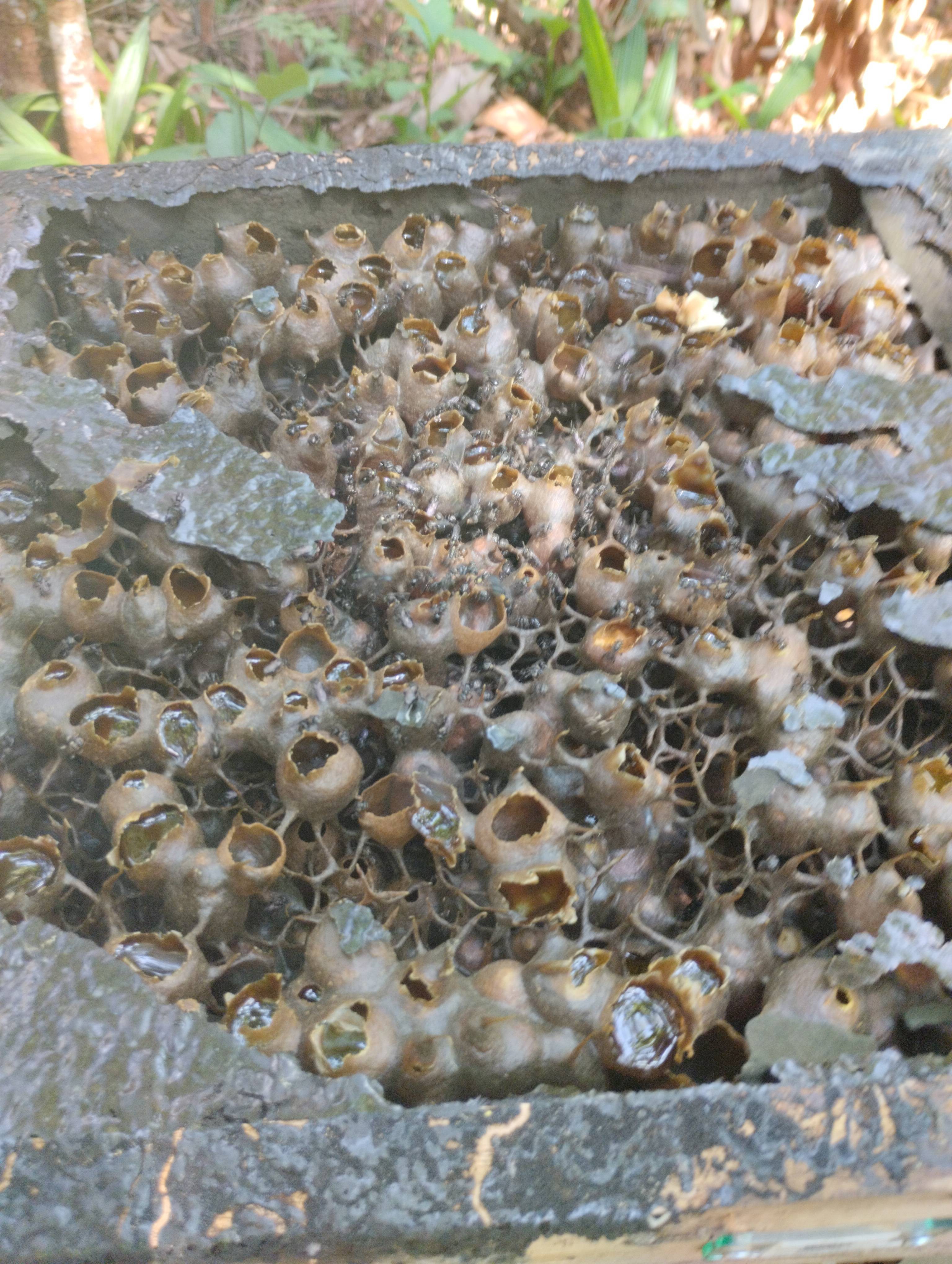 Hive #F57.2A1887.241920